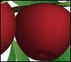 apples-on-a-branch